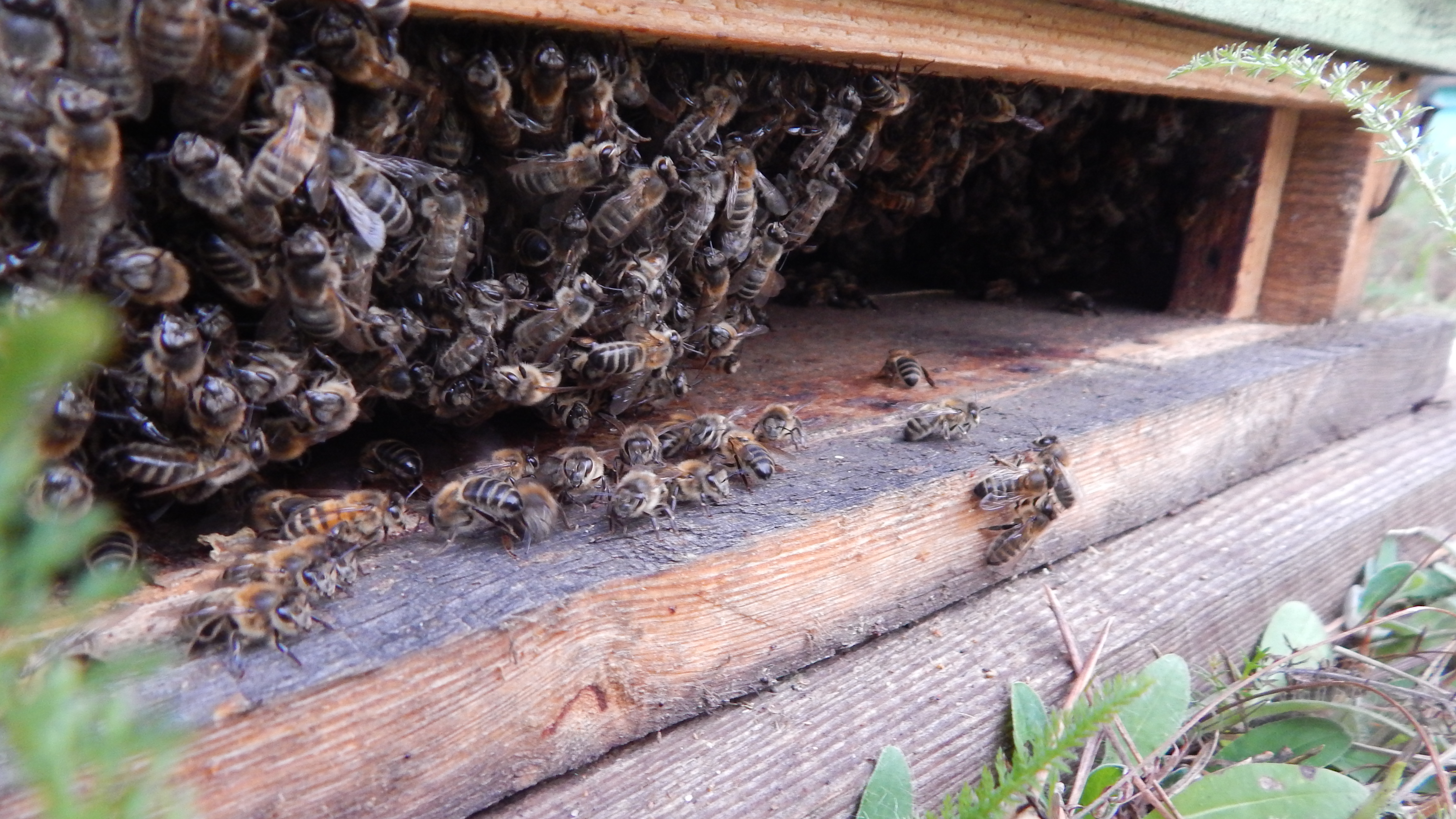 Tag: pyłek pszczeli