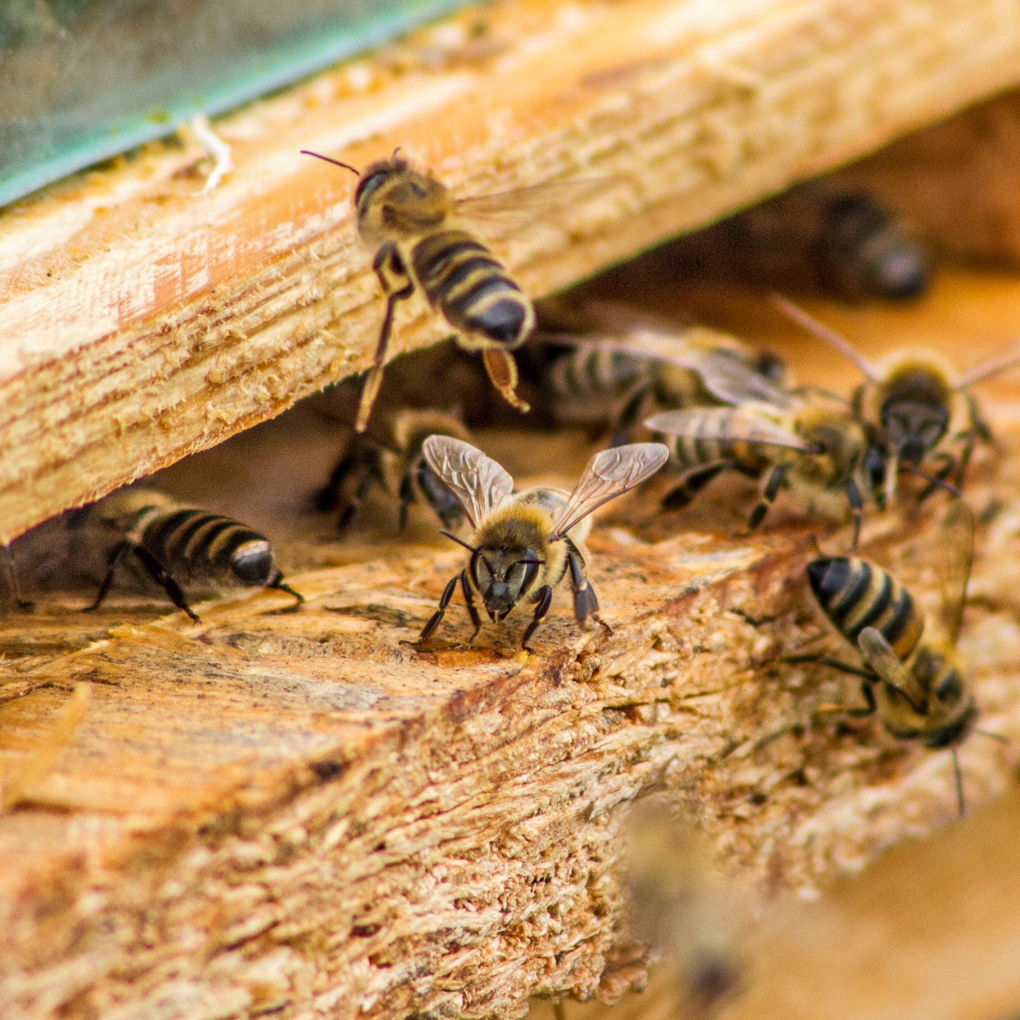 Królowa, robotnice, trutnie – czyli życie rodziny pszczelej