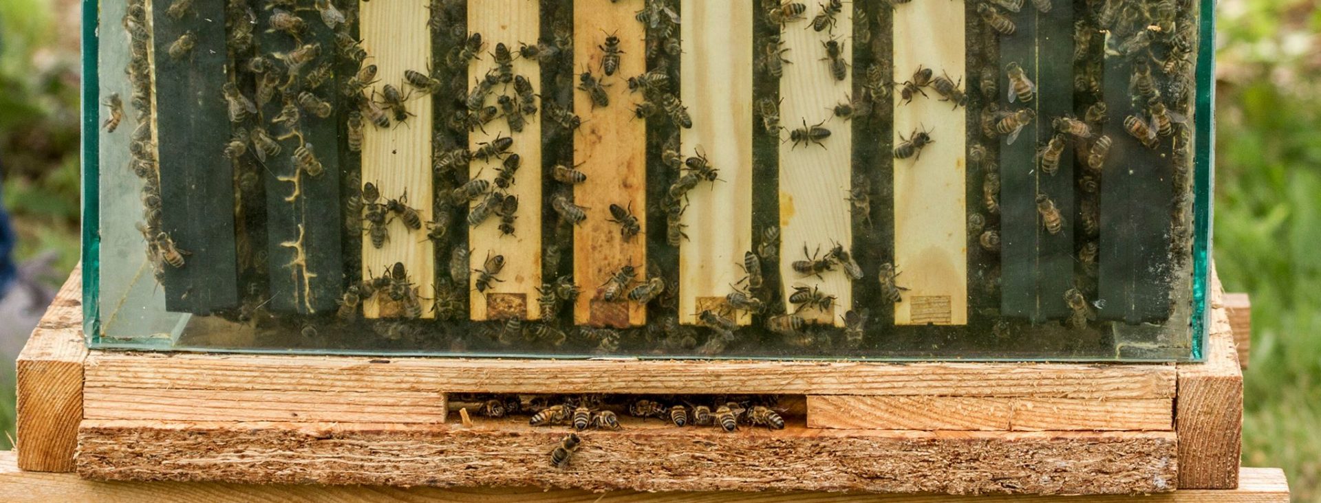 Pyłek w miodzie – skarbnica witamin wzmacniająca odporność