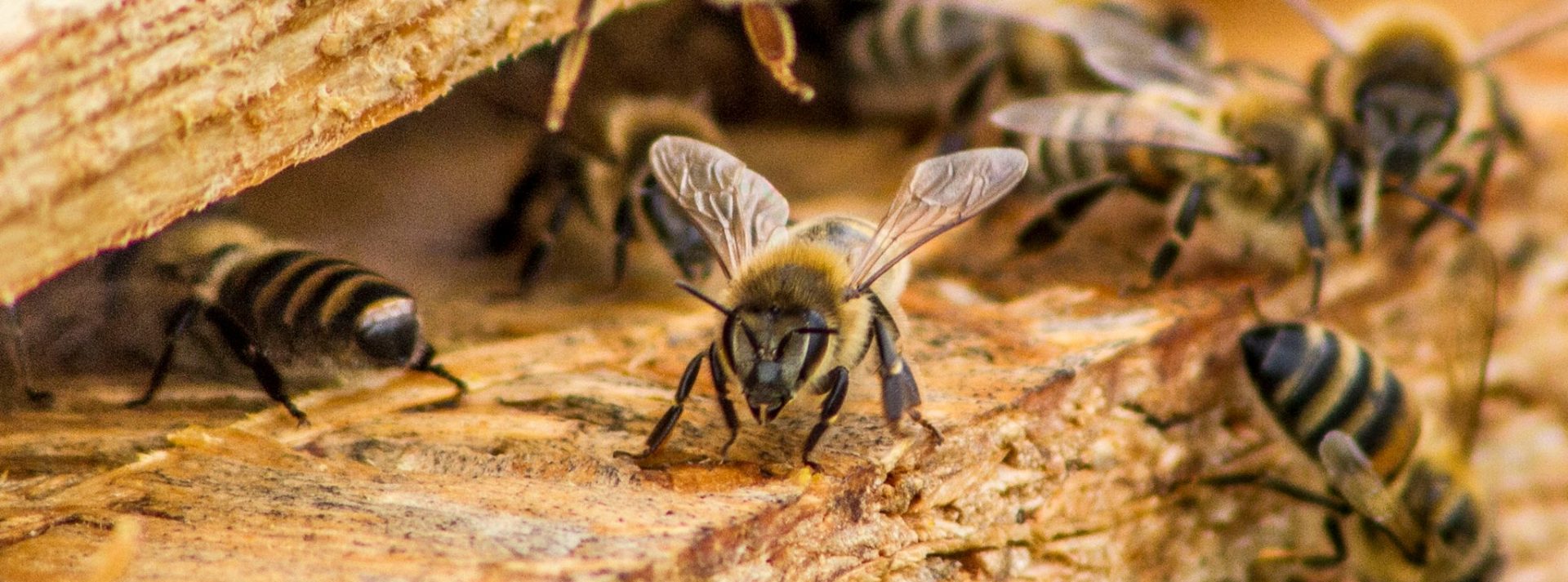 Lekcja o pszczołach i o pszczelarstwie? Czemu nie!
